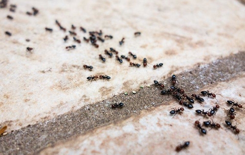 ants in a line on the tile.
