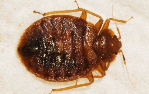a bed bug crawling on a bed
