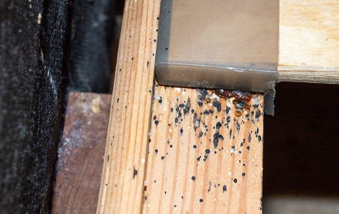 headboard with bed bug damage.