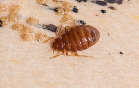 bed bug on a headboard.