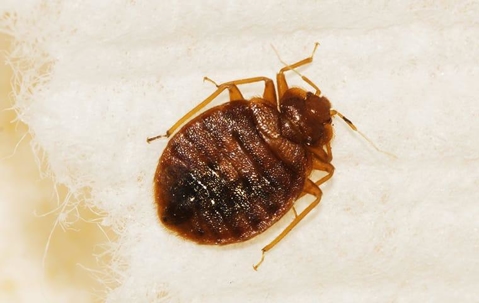 Bed bug crawling on a blanket