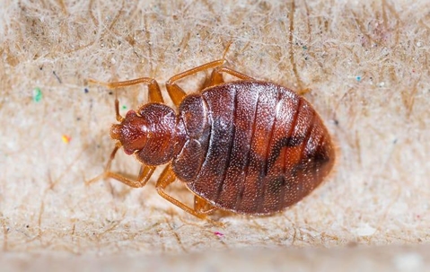bed bug crawling on a mattress