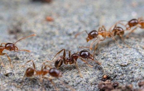 big headed ants crawling on the ground.