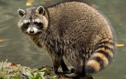 a Raccoon in front of a pond.