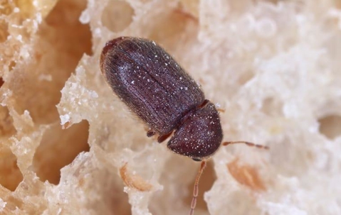 drugstore beetle on food