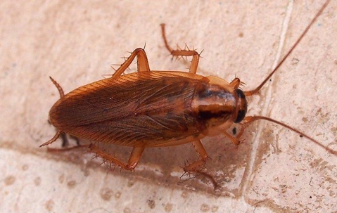 German Cockroach on tiles in a kitchen.