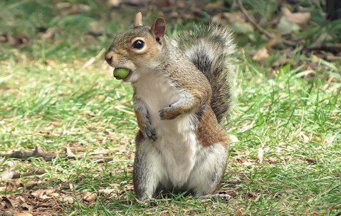 gray squirrel with an acorn in it's mouth.