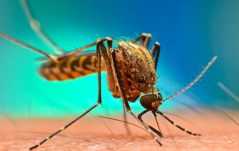mosquito biting skin