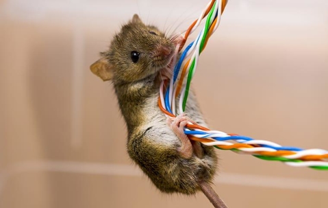 a mouse chewing on wires