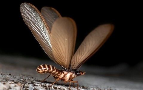 termite swarmer landing on wood.