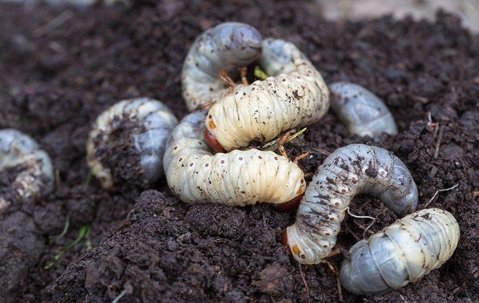 white grubs on the ground.