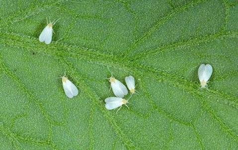 whiteflies on a leaf.